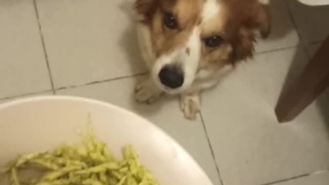 Dog wants some pasta with pesto