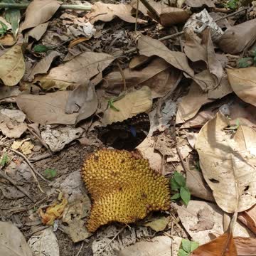 Morpho blue butterfly eating fruit, blue is a rare color in nature!