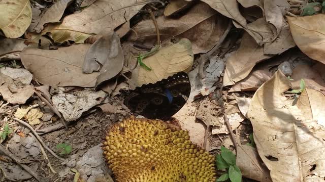 Morpho blue butterfly eating fruit, blue is a rare color in nature!