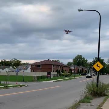 Surprise in the brush