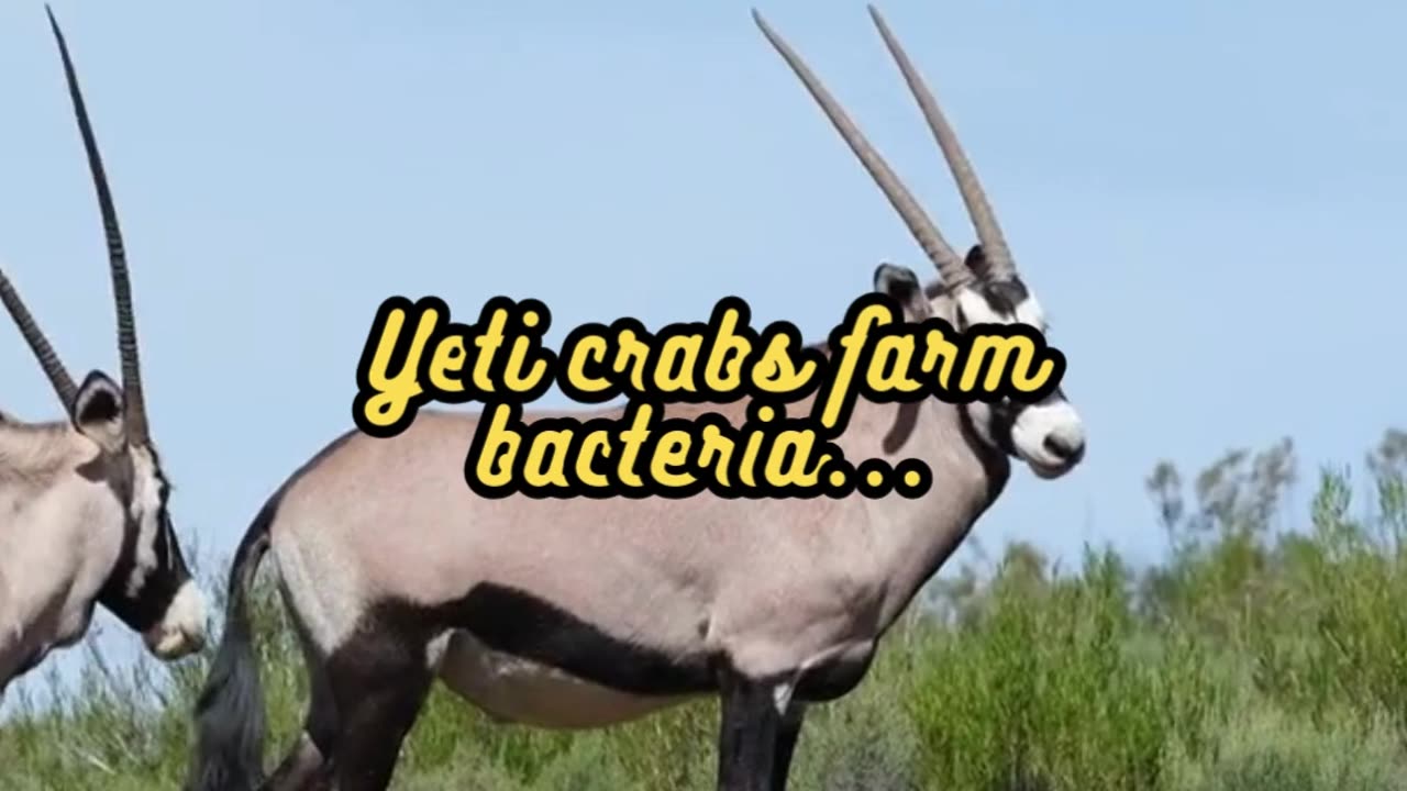 Animal Facts Yeti Crab Diet #shorts