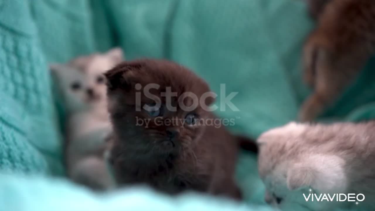 Cute kittens playing together, so cute.