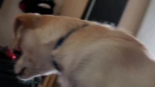 My pet