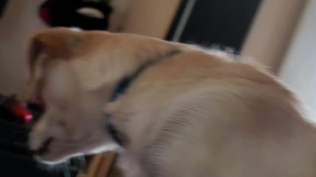 My pet