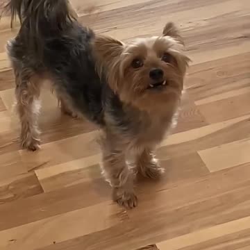 Bossy Yorkie demands to go outside, right after coming inside