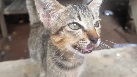 Mother cat and kitten are playing happily Diana-videos #cat #cute