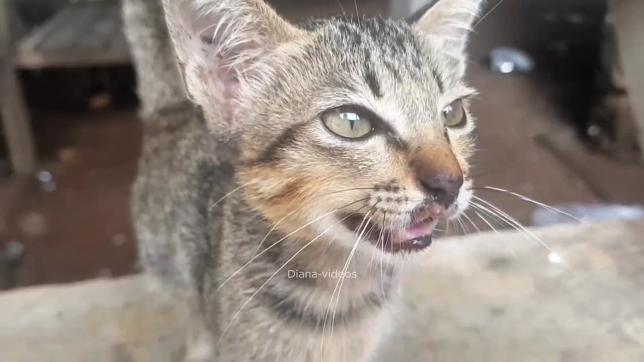 Mother cat and kitten are playing happily Diana-videos #cat #cute