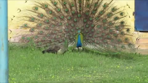 Peacock Dance (Peafowl) Dance | Playing Before the rain