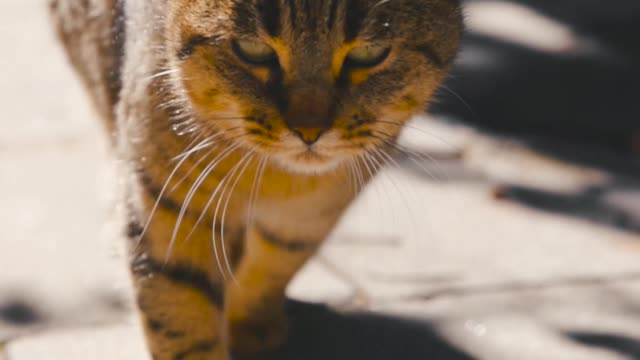 Cat emotional video