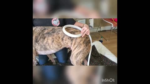 PEMF Helps Retired Racing Greyhound, K9 Revive