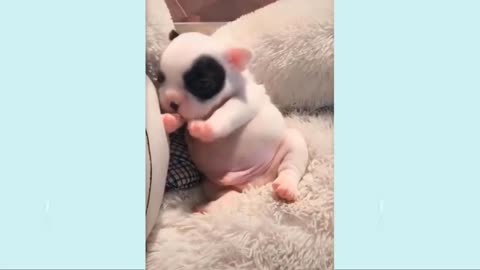 Enjoy a Laugh with the Top Funny Dog Videos 🐶 #6 - Meet the Adorable Buddy
