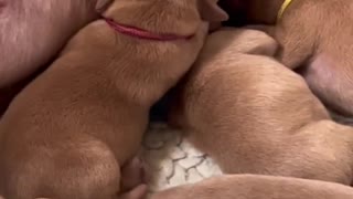 Cute vid