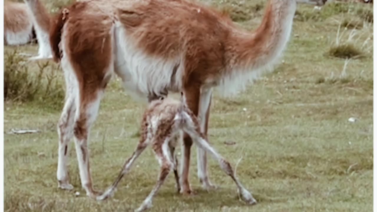 Animals delivery kids