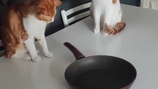 Intelligent cats funny video 🤣🤣