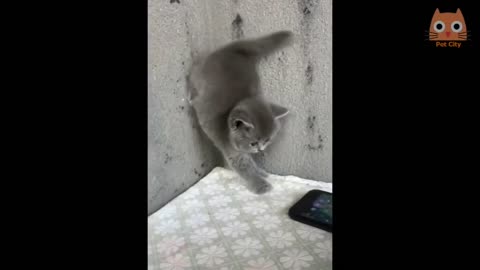 A super reckless Cat