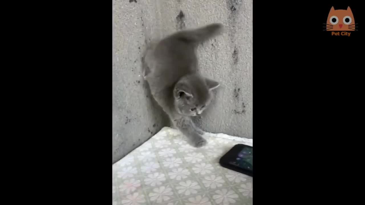 A super reckless Cat