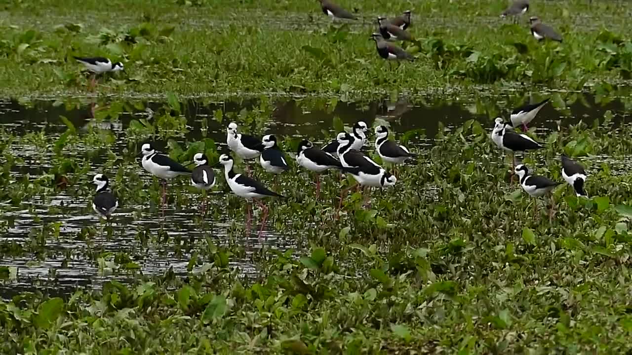 Brazilian fauna of the backlands BANDO DE AVES PERNILONGO wild pantanal wild brazilian brazil