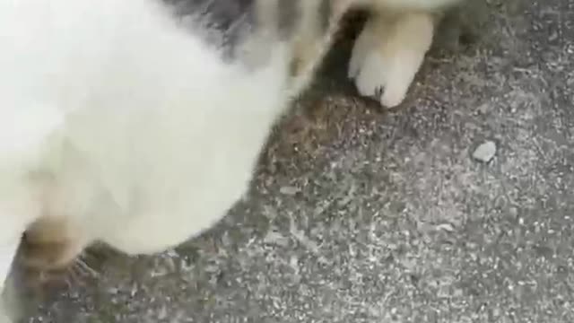 Play with kitten but it's not happy