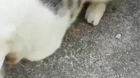 Play with kitten but it's not happy