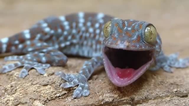 Young Gecko tokay (Gekko gekko), Banlung