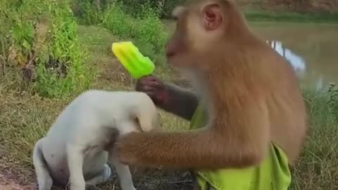 Funny monkey