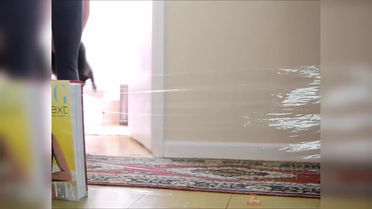 Testing Dog or Cat Intelligence with Clear Tape - Funny Dogs and Cats Reaction to Clear Tape