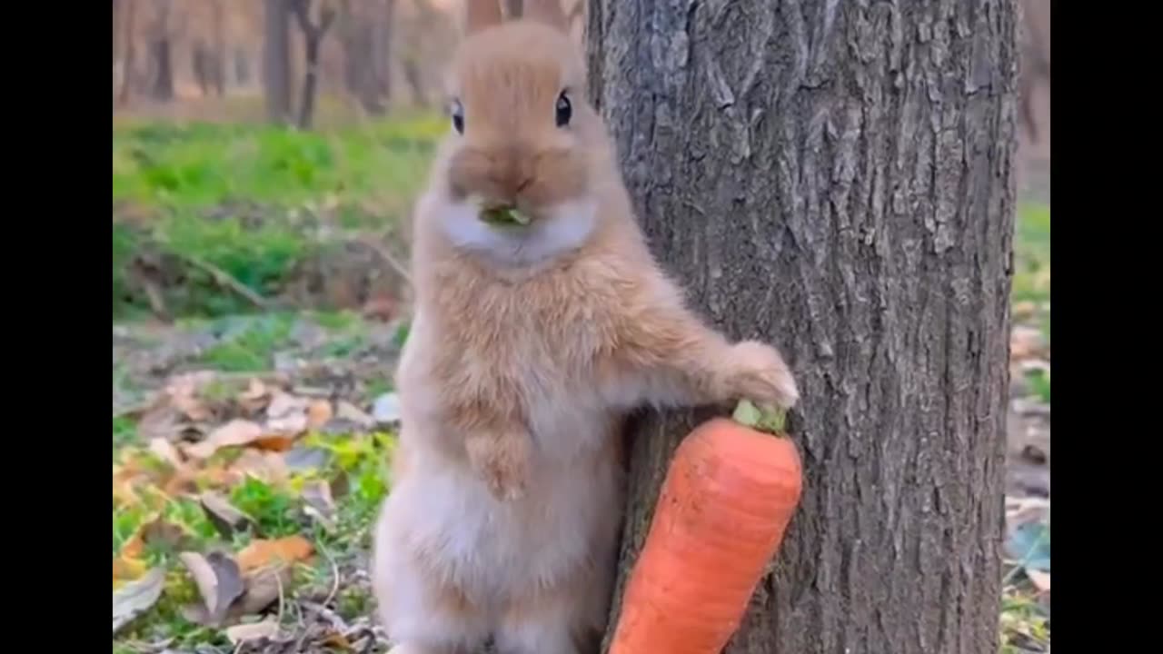 Rabbit standing and eating carrots🥕🥕