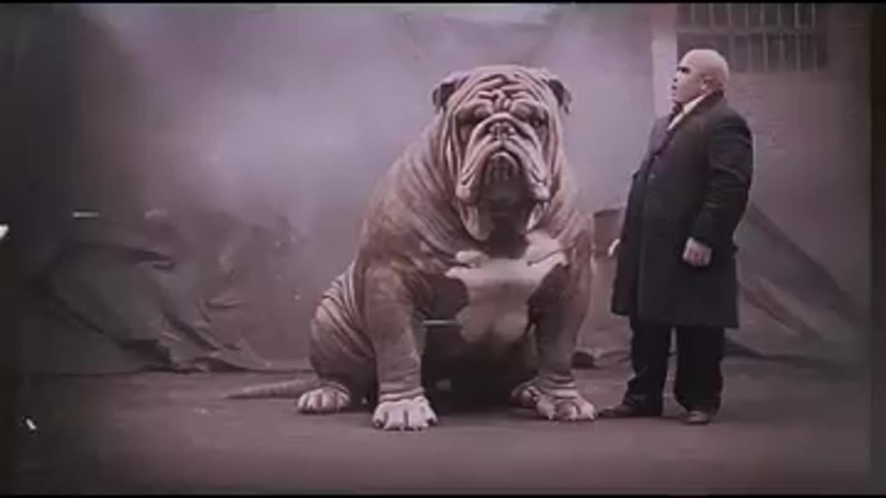 GIANT BULLDOG