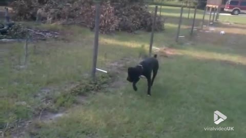 Dog pees on electric fence