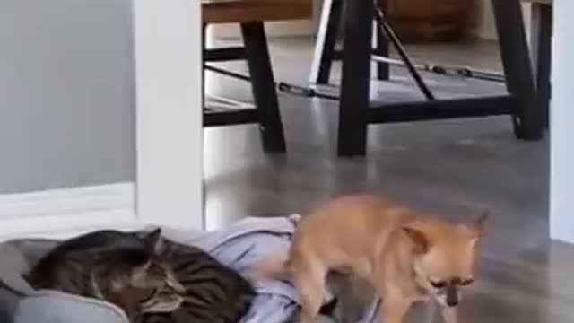 How to dog mother dog angry and funny cats