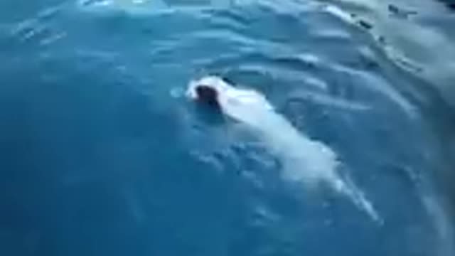 Diving Dog, Spliff the Pitbull ( 144 X 192