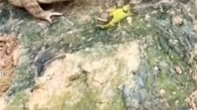 Funny cute dogs 🐶 and cats 🐱 part 2