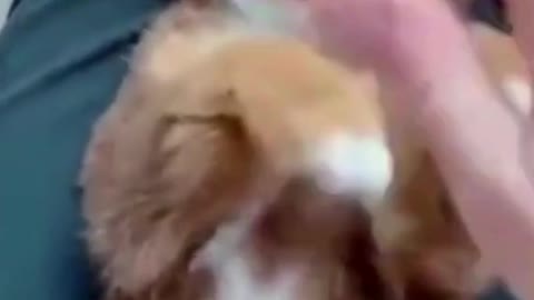 Playing With Cute Dog