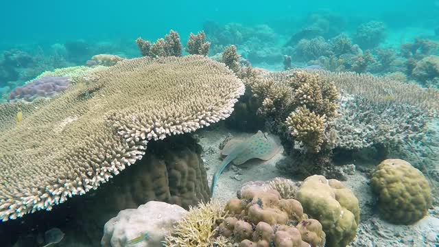Creatures Underwater it's awesome