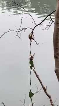 AWW MONKEY _ She Rarely photographed to give a like