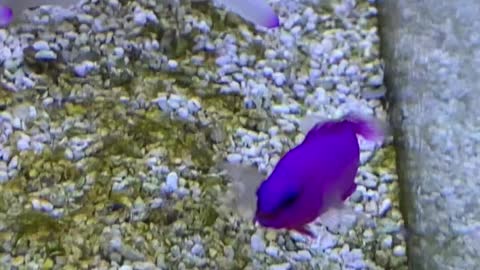 This Fish
