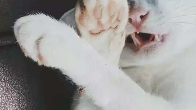 Hungry cat licking feet