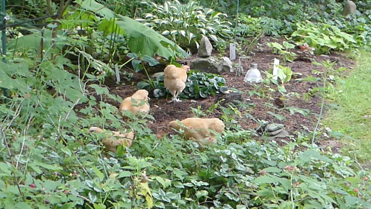 Chicks find raspberries