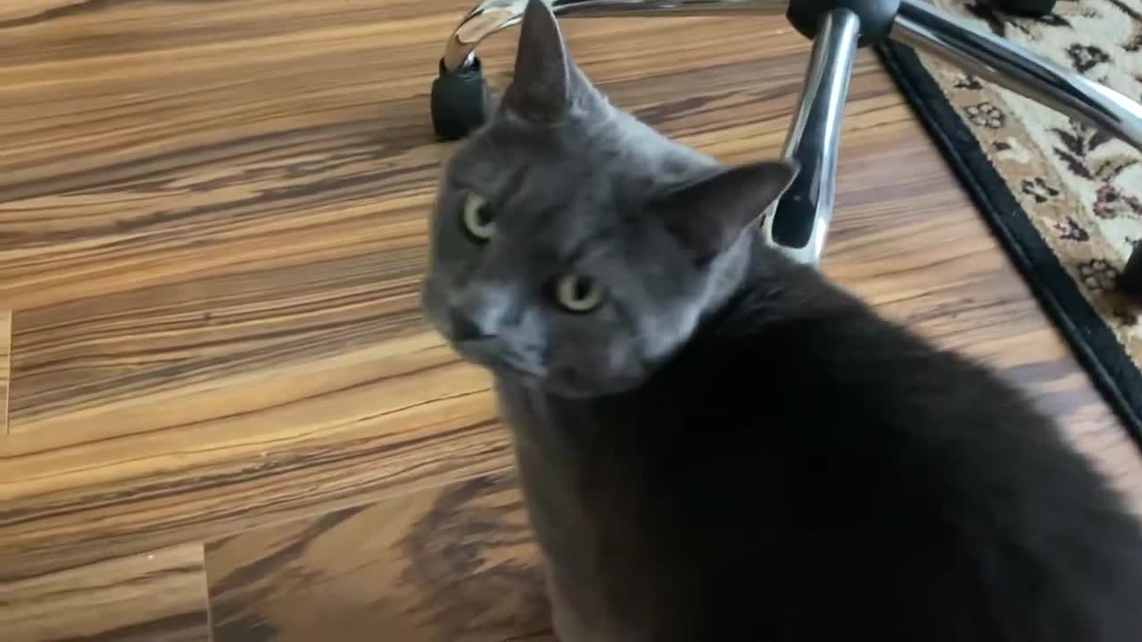 Blue Cat has strange meows