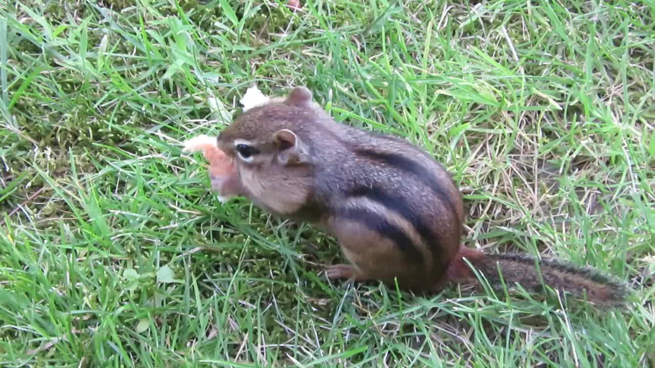 Chipmunk Stuffs It's Face With Bread