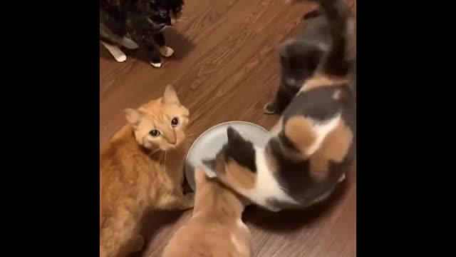 Funny Cat Video