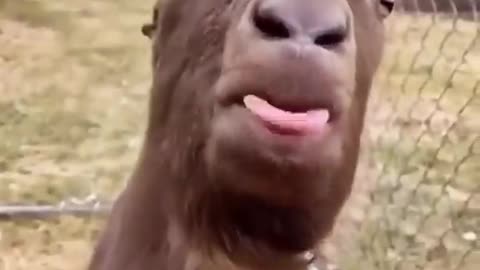 Watch funny animals make for a fun day