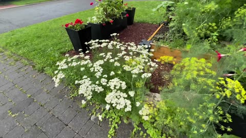 Mid July Garden Tour