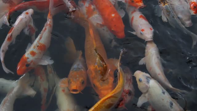 colorful aquarium fish