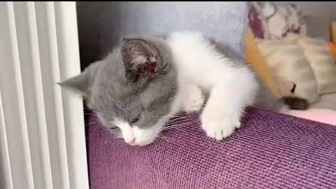 It seems to be asleep