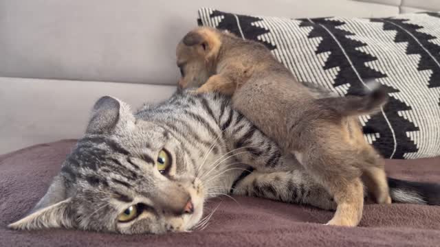 Funny cat reaction to puppies ( Kitty sees them for the first time)