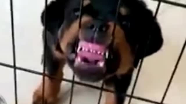 Strange react of rottweiler to baby shark 🐶