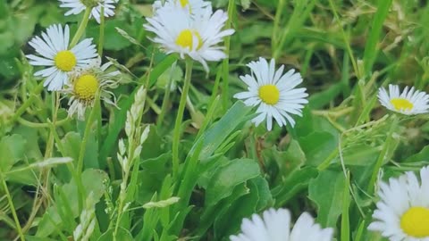 Nature beautiful view 😊💐🌼🌼🌹🍁🌲🌳🌱🌱
