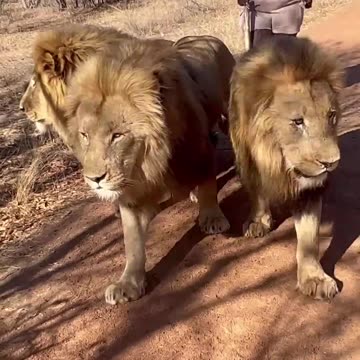 Three lions with one lioness😂😂