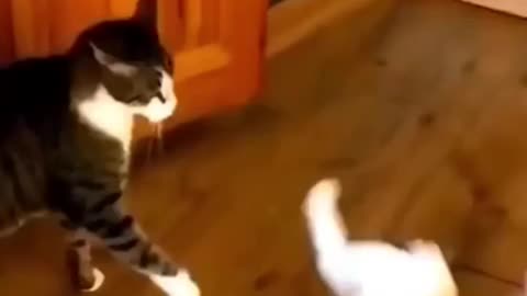Ever Seen a Kitten and Cat's Playful Home Adventure_